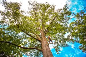 Best Tree Disease Treatment  in Tainter Lake, WI
