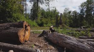 Best Root Management and Removal  in Tainter Lake, WI