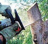 Best Stump Grinding and Removal  in Tainter Lake, WI