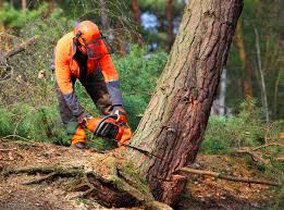 Best Tree Maintenance Programs  in Tainter Lake, WI