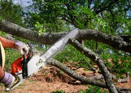 Tainter Lake, WI Tree Services Pros