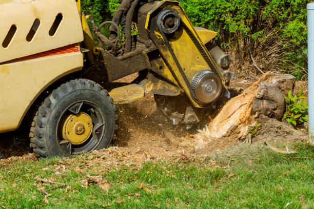 Best Firewood Processing and Delivery  in Tainter Lake, WI