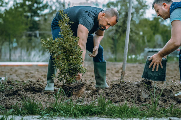 Best Storm Damage Tree Cleanup  in Tainter Lake, WI