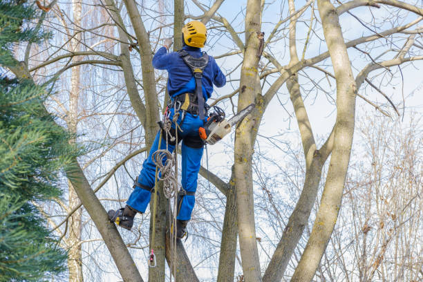 Best Weed Control  in Tainter Lake, WI