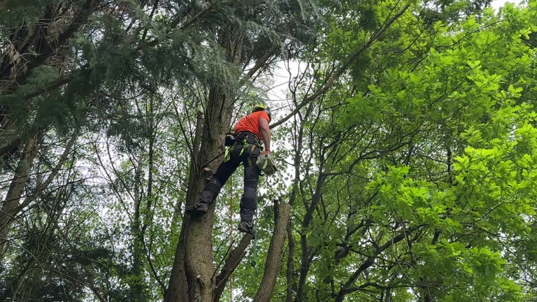 Best Fruit Tree Pruning  in Tainter Lake, WI