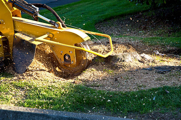 Best Emergency Tree Removal  in Tainter Lake, WI