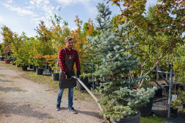 Tainter Lake, WI Tree Services Company