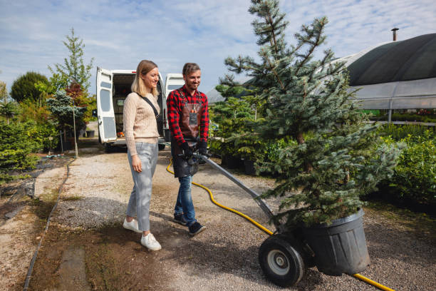 Best Tree Cabling and Bracing  in Tainter Lake, WI