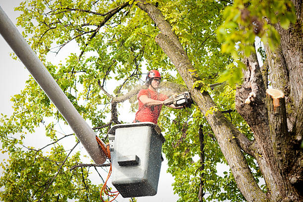 Best Tree Preservation Services  in Tainter Lake, WI