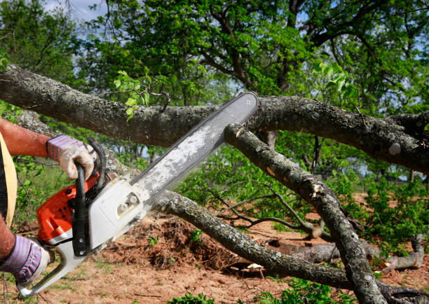 How Our Tree Care Process Works  in  Tainter Lake, WI