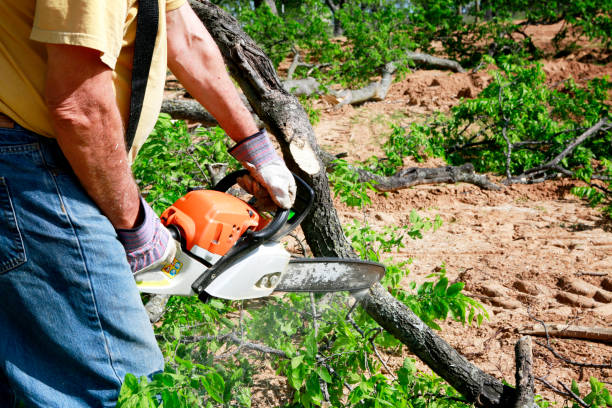 Best Landscape Design and Installation  in Tainter Lake, WI